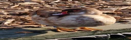 Waterfowl poultry for sale: Wood ducks - Advert 3