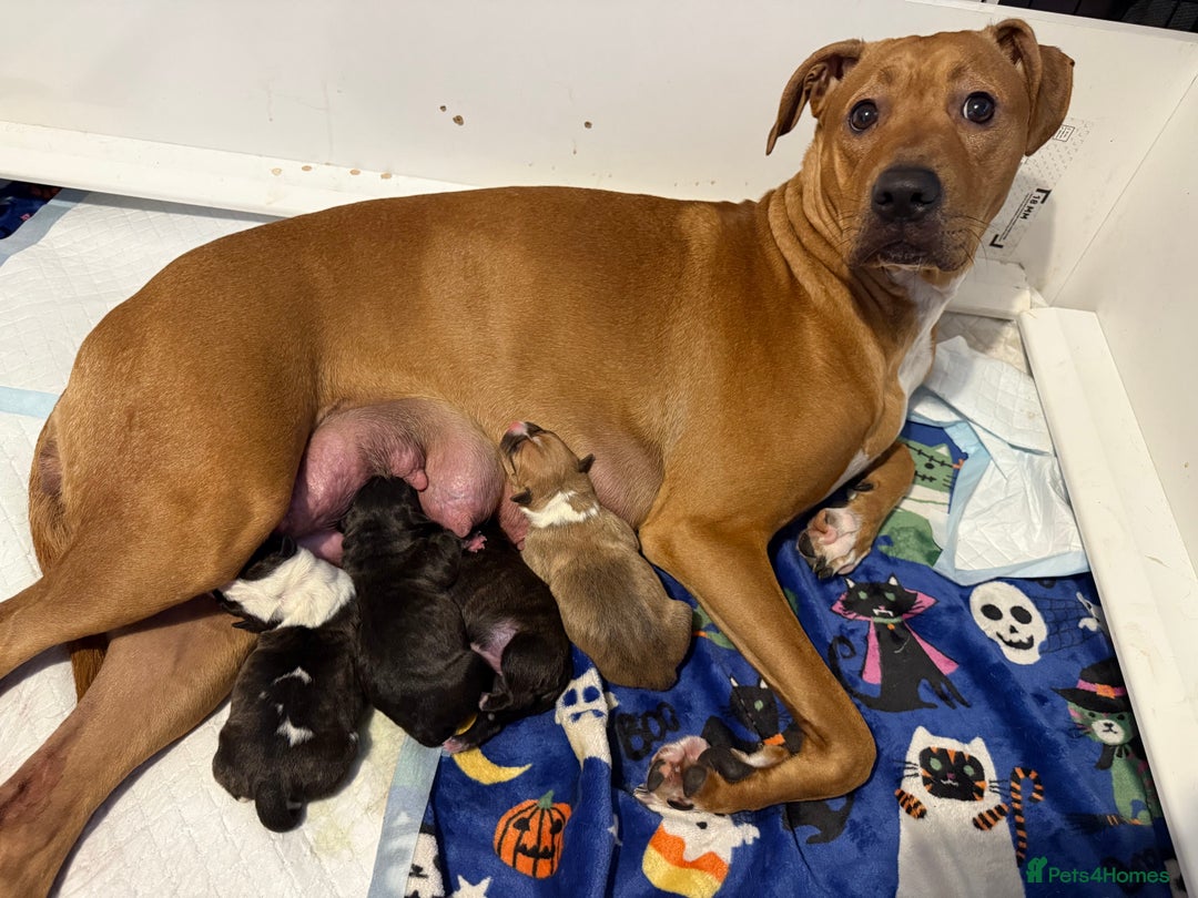 Mixed Breed dogs for sale: Staffy-Cross Puppies - Image 10