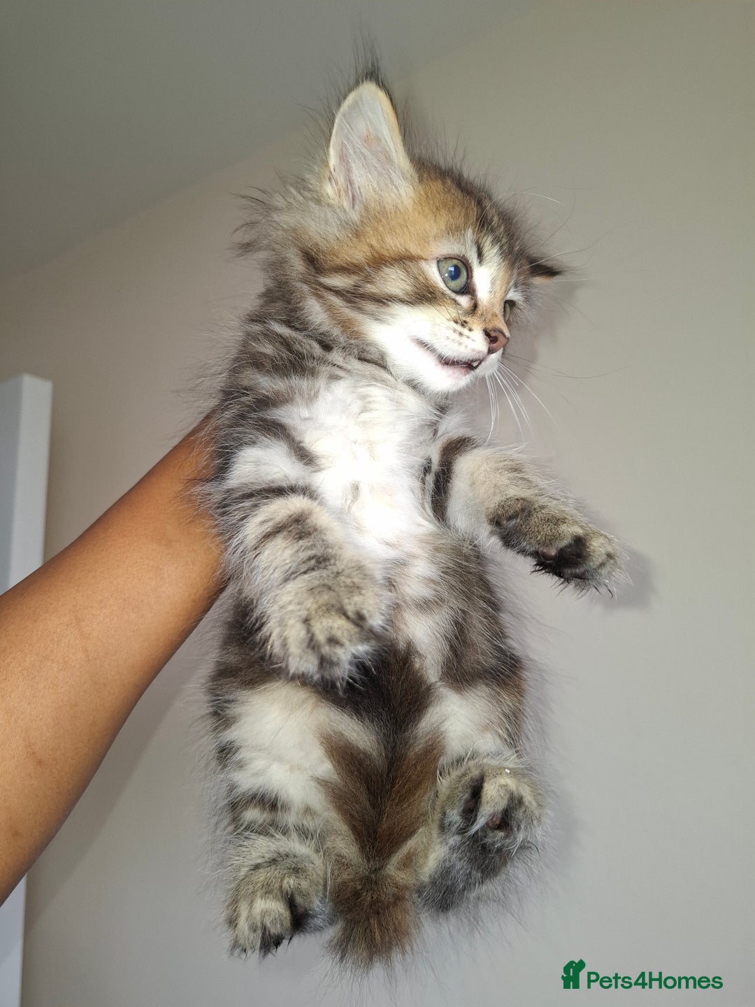 Ragdoll cats for sale: Kittens  - Image 3