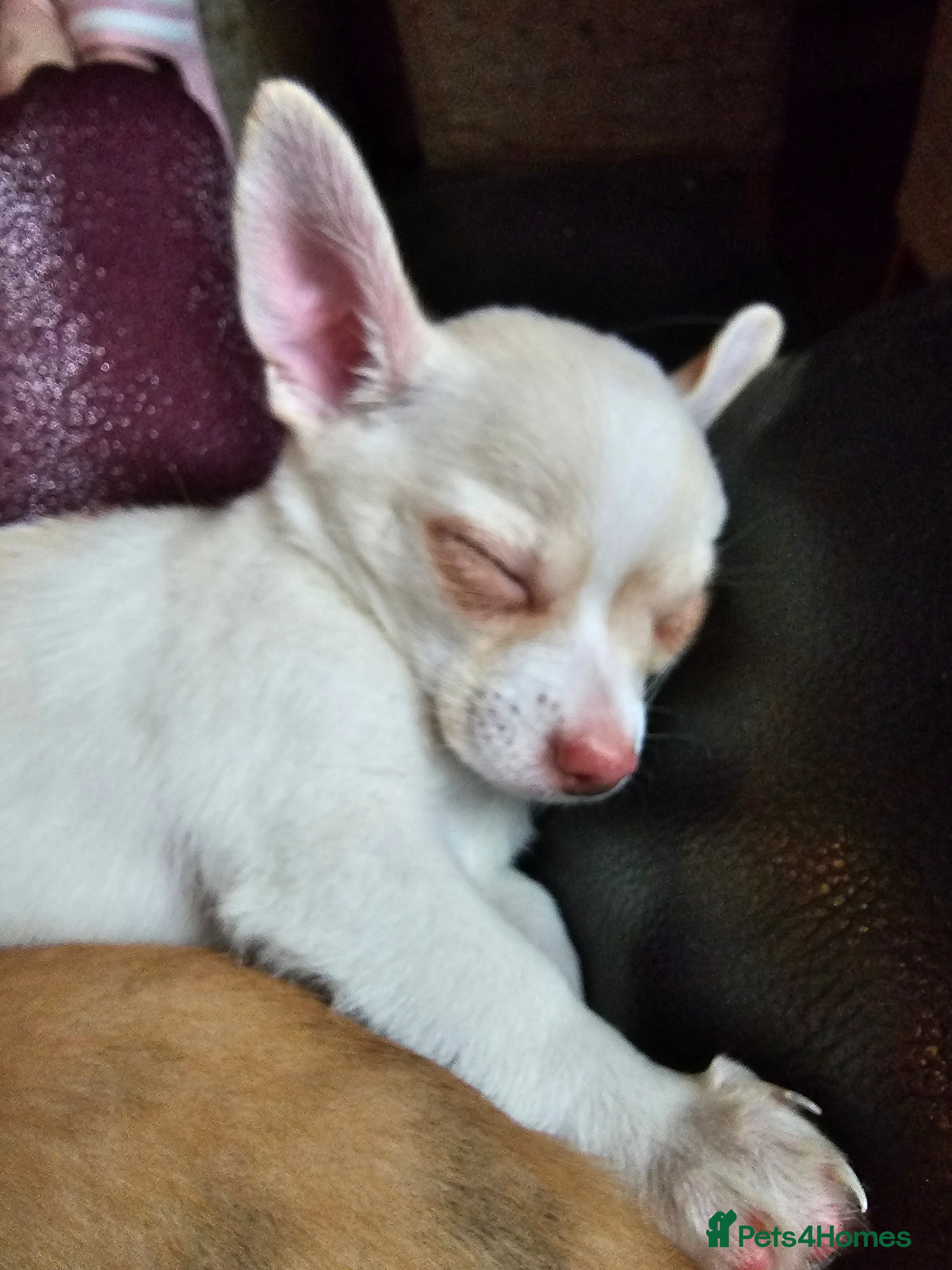 Chihuahua dogs Two male chihuahuas  - Advert 8