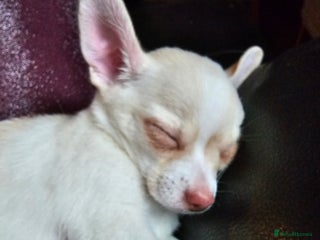 Chihuahua dogs Two male chihuahuas - Advert 2