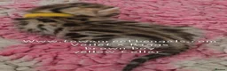 Bengal cats for sale: Tica registered bengal kittens - Advert 6