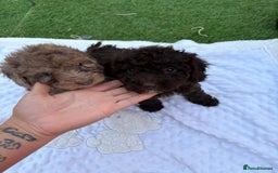 Cockapoo dogs for sale: F2  cockapoo puppies  - Image 19