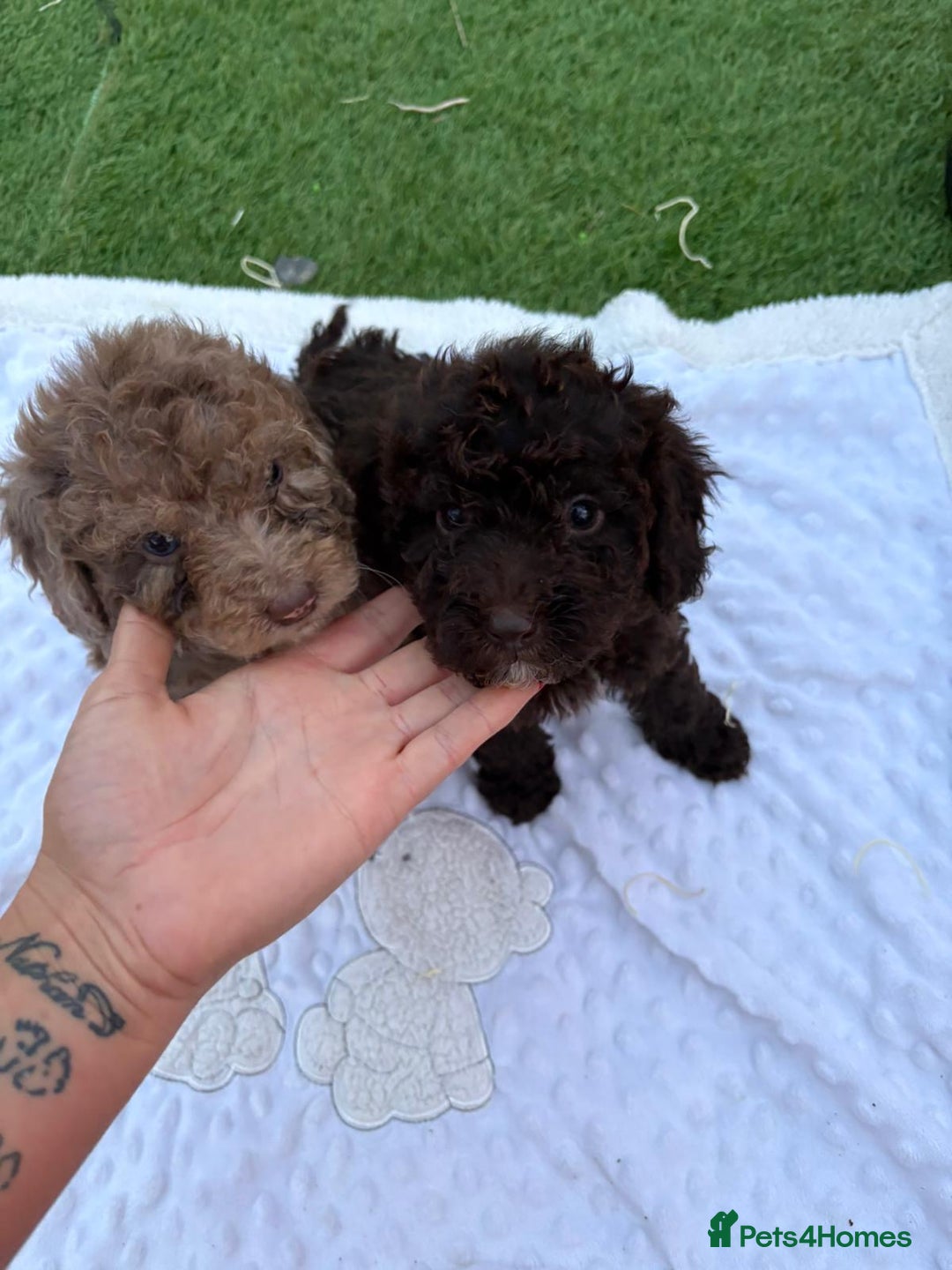 Cockapoo dogs for sale: F2  cockapoo puppies  - Image 19
