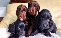 Cockapoo dogs for sale: F1 Cockapoo Puppies. Thick Coats. DNA tested - Image 1