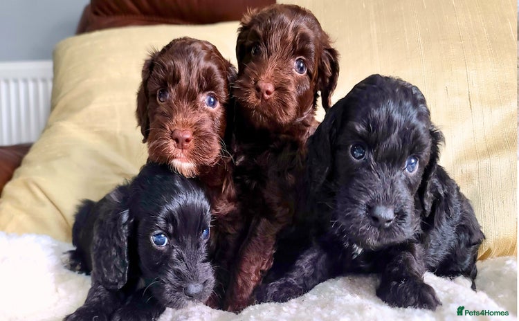 Cockapoo dogs - Advert 2