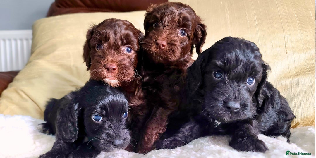 Cockapoo dogs for sale: F1 Cockapoo Puppies. Thick Coats. DNA tested - Image 1
