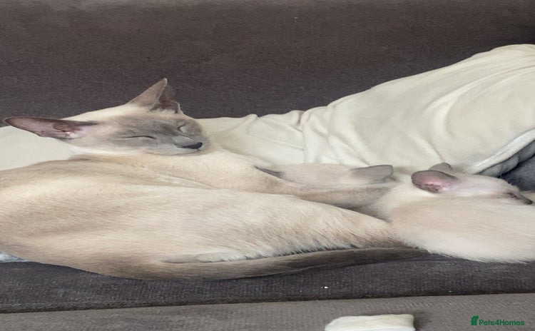 Siamese cats - Advert 5