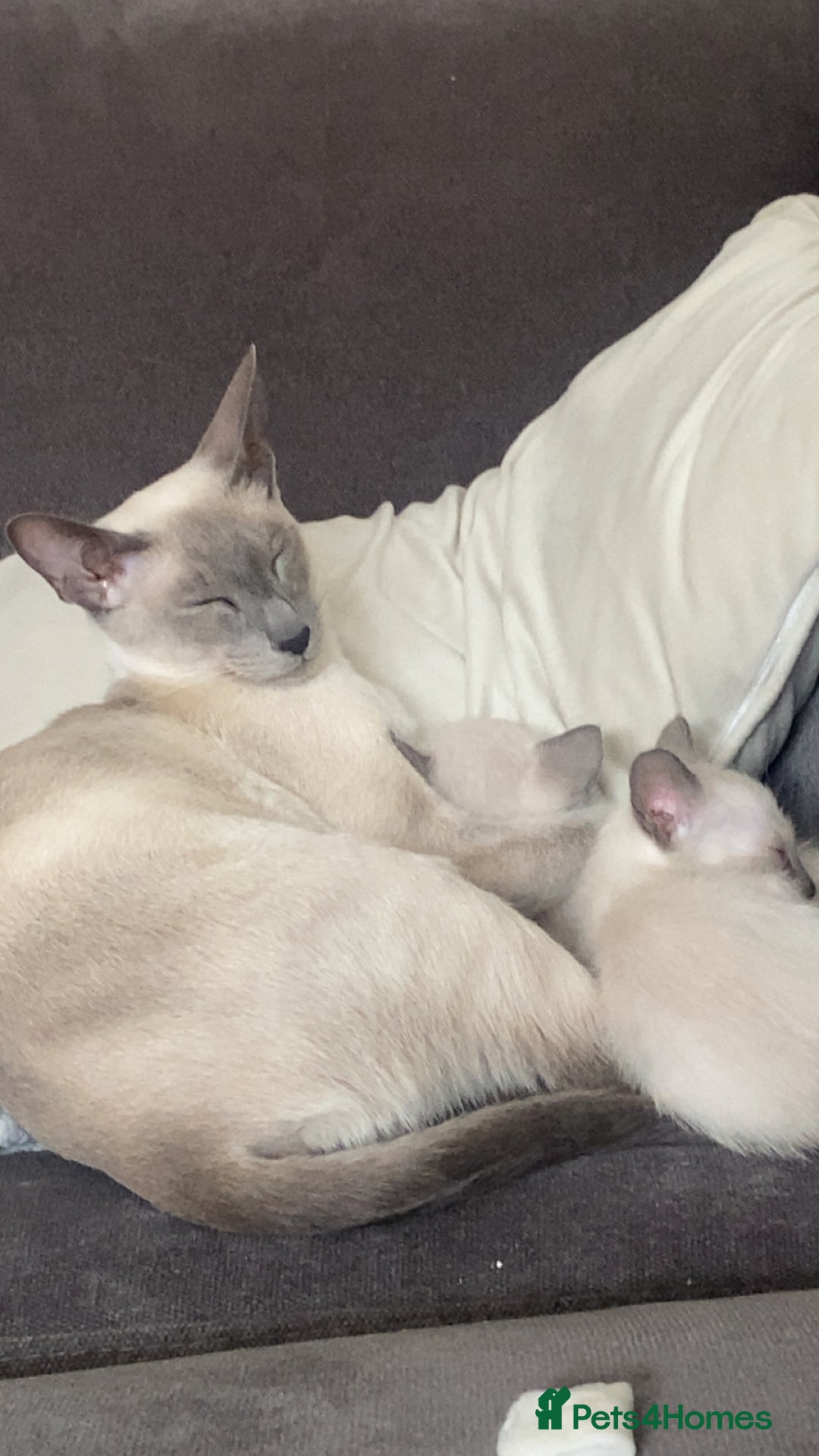 Siamese cats for sale: Siamese blue points  - Image 1