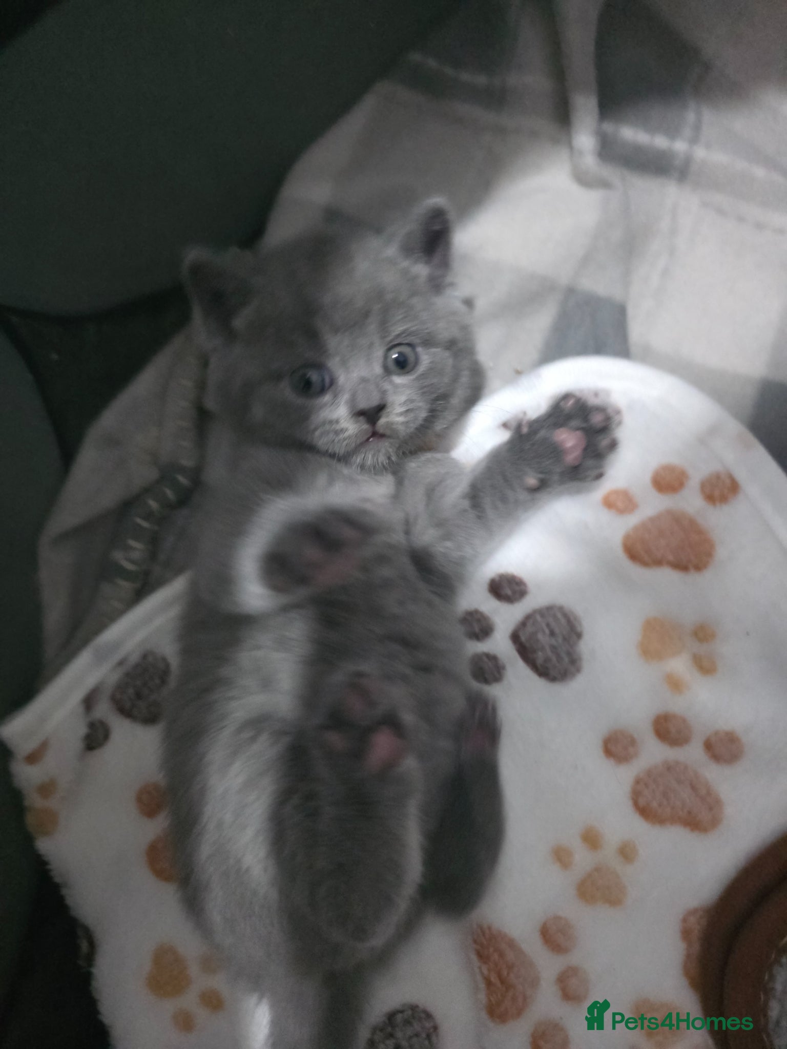 British Shorthair cats Beautiful BSH Kittens  - Advert 18