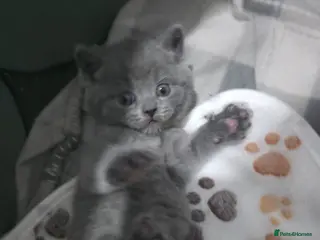 British Shorthair cats Beautiful BSH Kittens - Advert 18