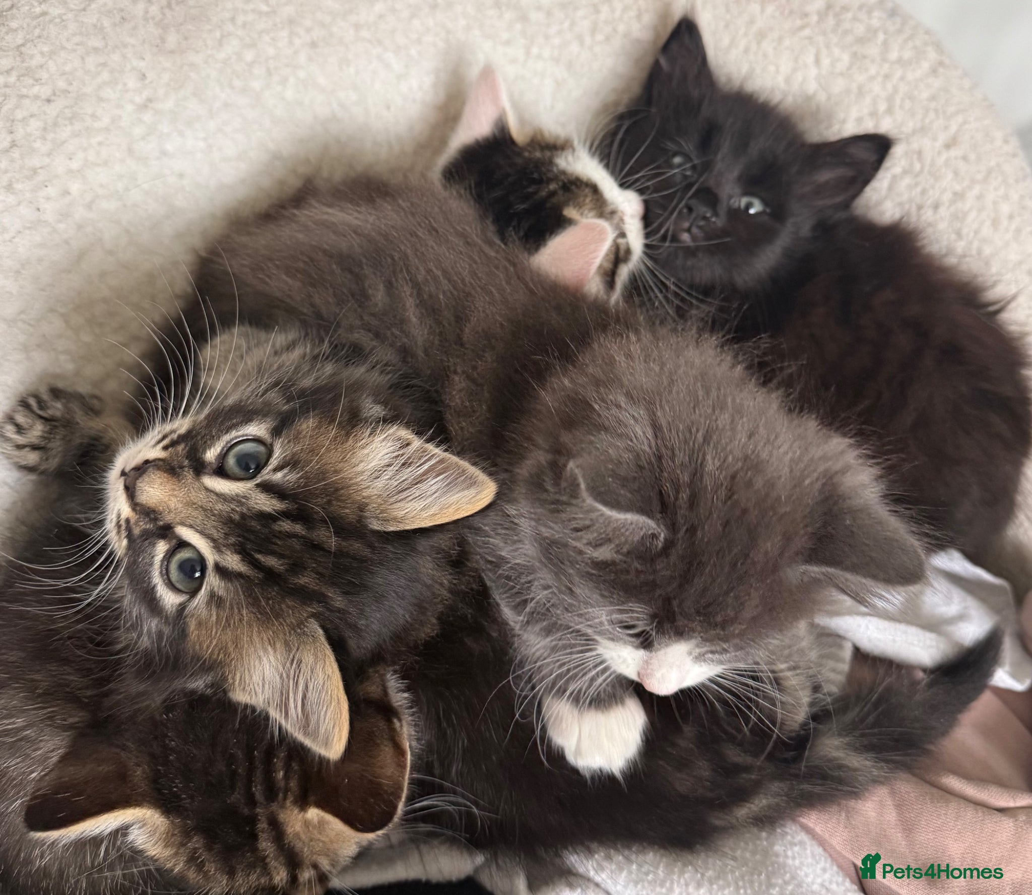Mixed Breed cats 6 Gorgeous Kittens – Short & Fluffy –  - Advert 3