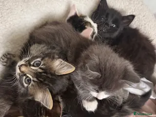Mixed Breed cats 6 Gorgeous Kittens – Short & Fluffy – - Advert 3