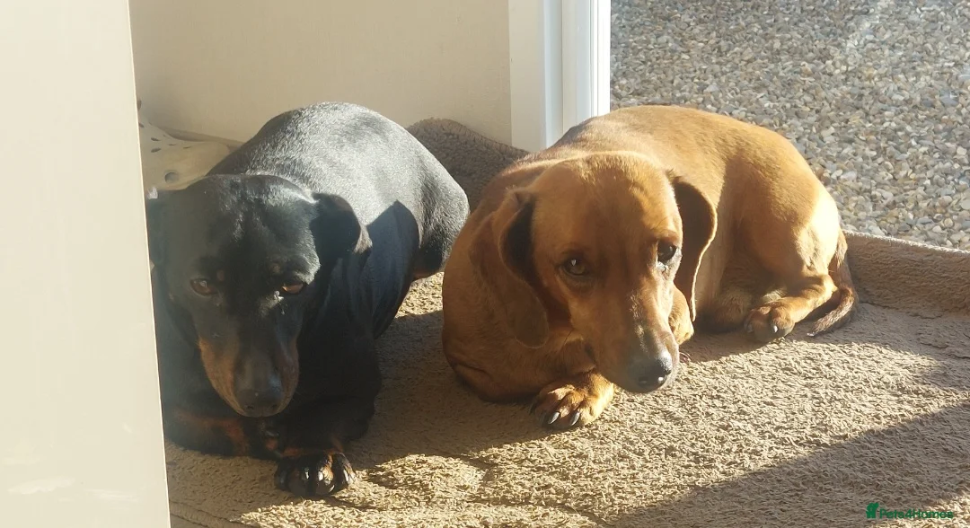 Dachshund dogs for sale: For Sale  - Advert 12