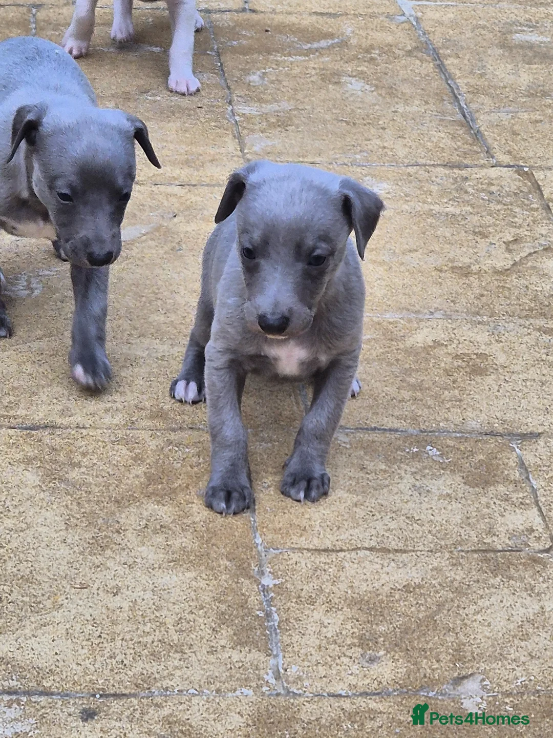 Whippet dogs for sale: Kc reg blue whippet pups  - Advert 2