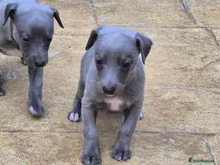 Whippet dogs Kc reg blue whippet pups - Advert 4