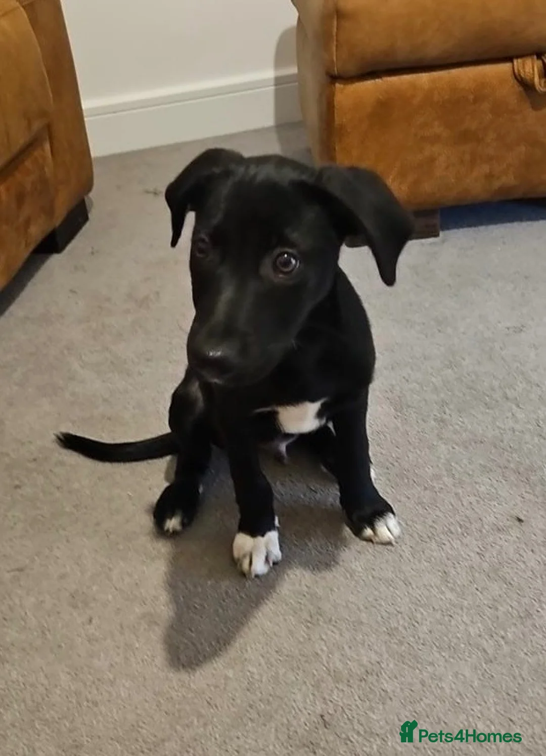 Mixed Breed dogs for sale: Male pup in Wareham - Advert 2