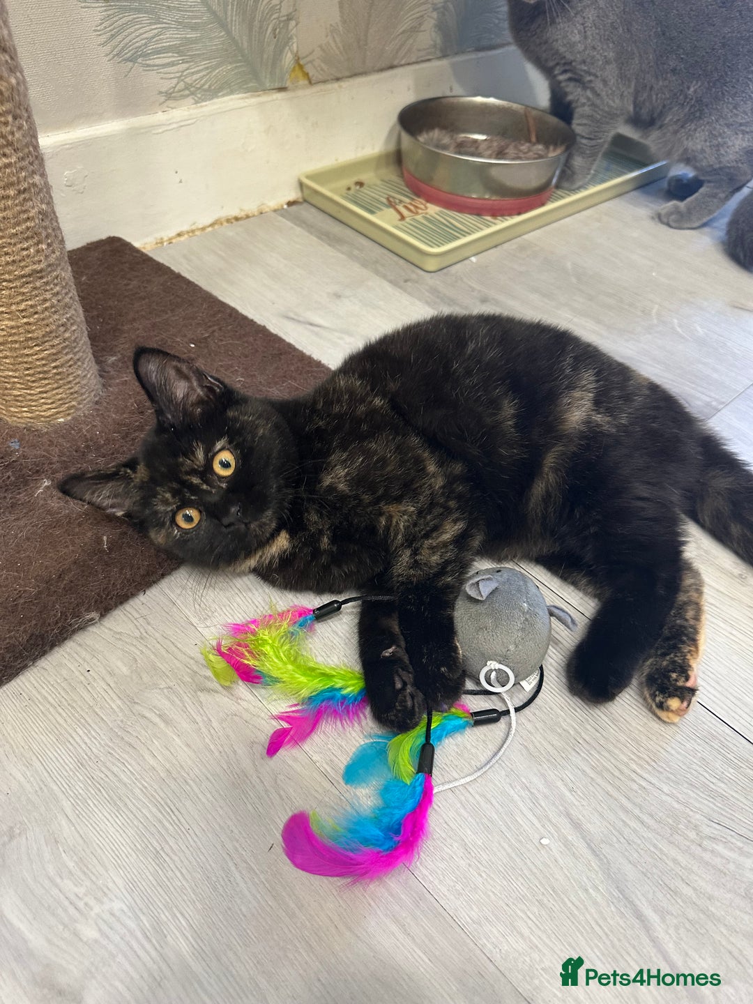 Mixed Breed cats for sale: British Short Hair Cross-Sphinx  - Advert 5