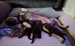 French Bulldog dogs for sale: Fully vaccinated females, males vet checked  - Image 10