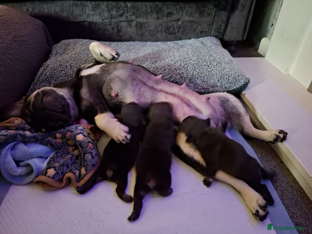 French Bulldog dogs for sale: Fully vaccinated females, males vet checked  - Image 10