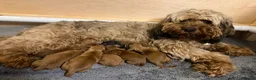 Cockapoo dogs for sale: Beautiful F1b Cockapoo Puppies  - Advert 1