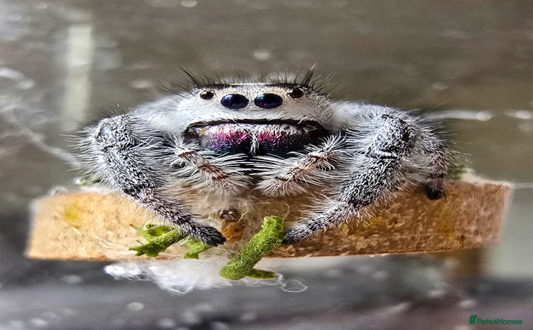 Spiders invertebrates - Advert 2