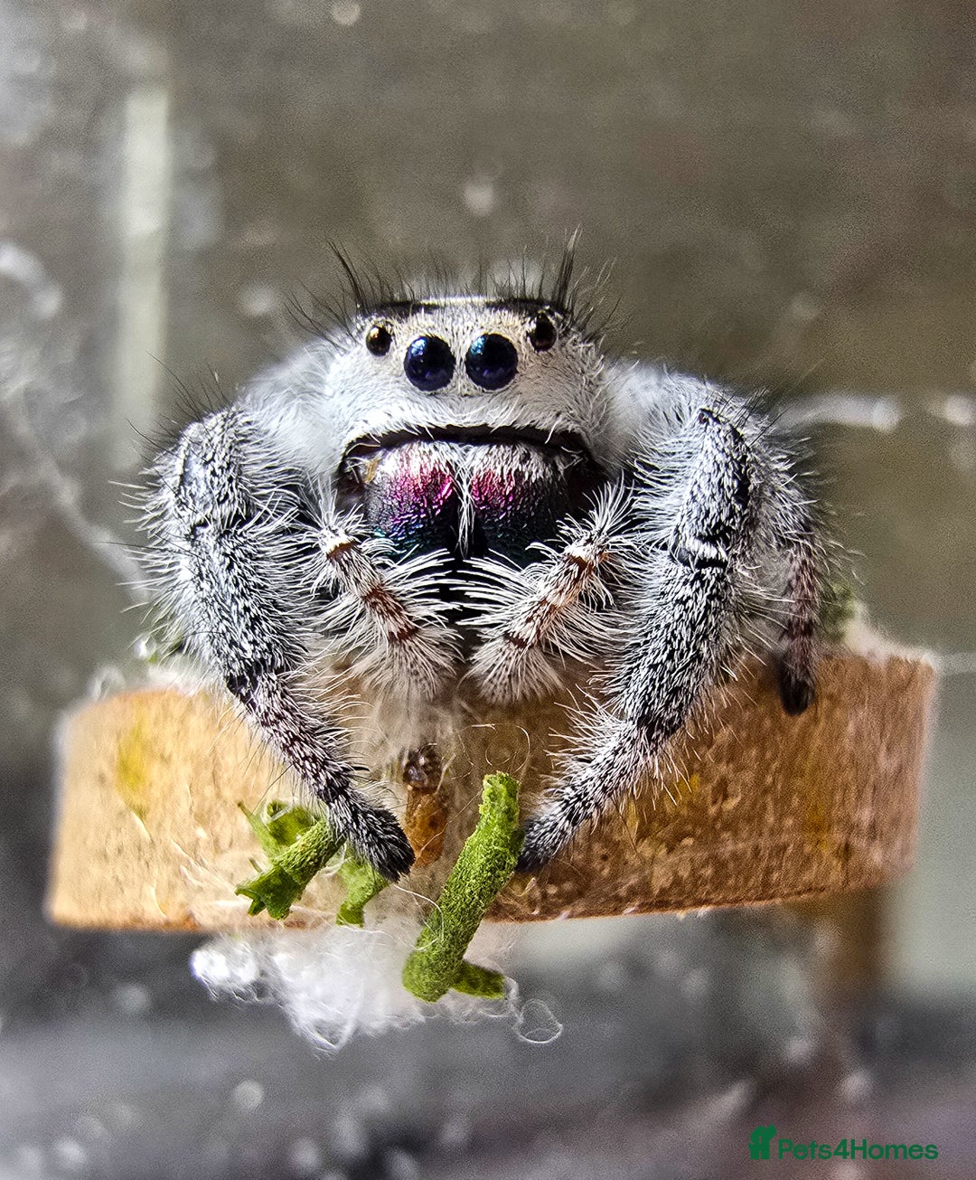 Spiders invertebrates for sale: Phidippus regius Apalachicola  - Image 1