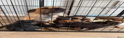 Border Terrier dogs for sale: Beautiful border terrier puppies  in Trimdon Station - Advert 5