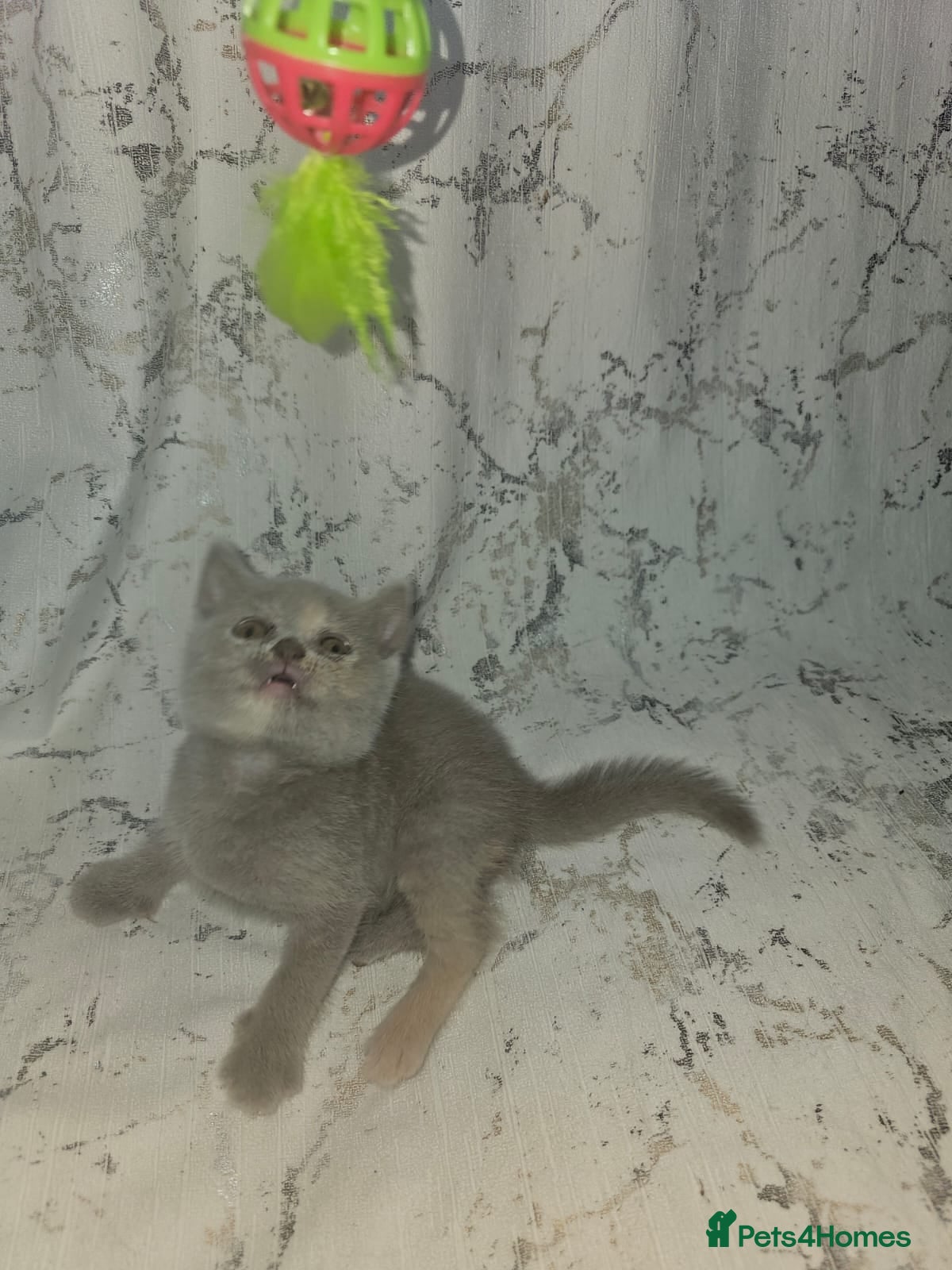 British Shorthair cats 5 Beautiful British Shorthair Kittens  - Advert 2