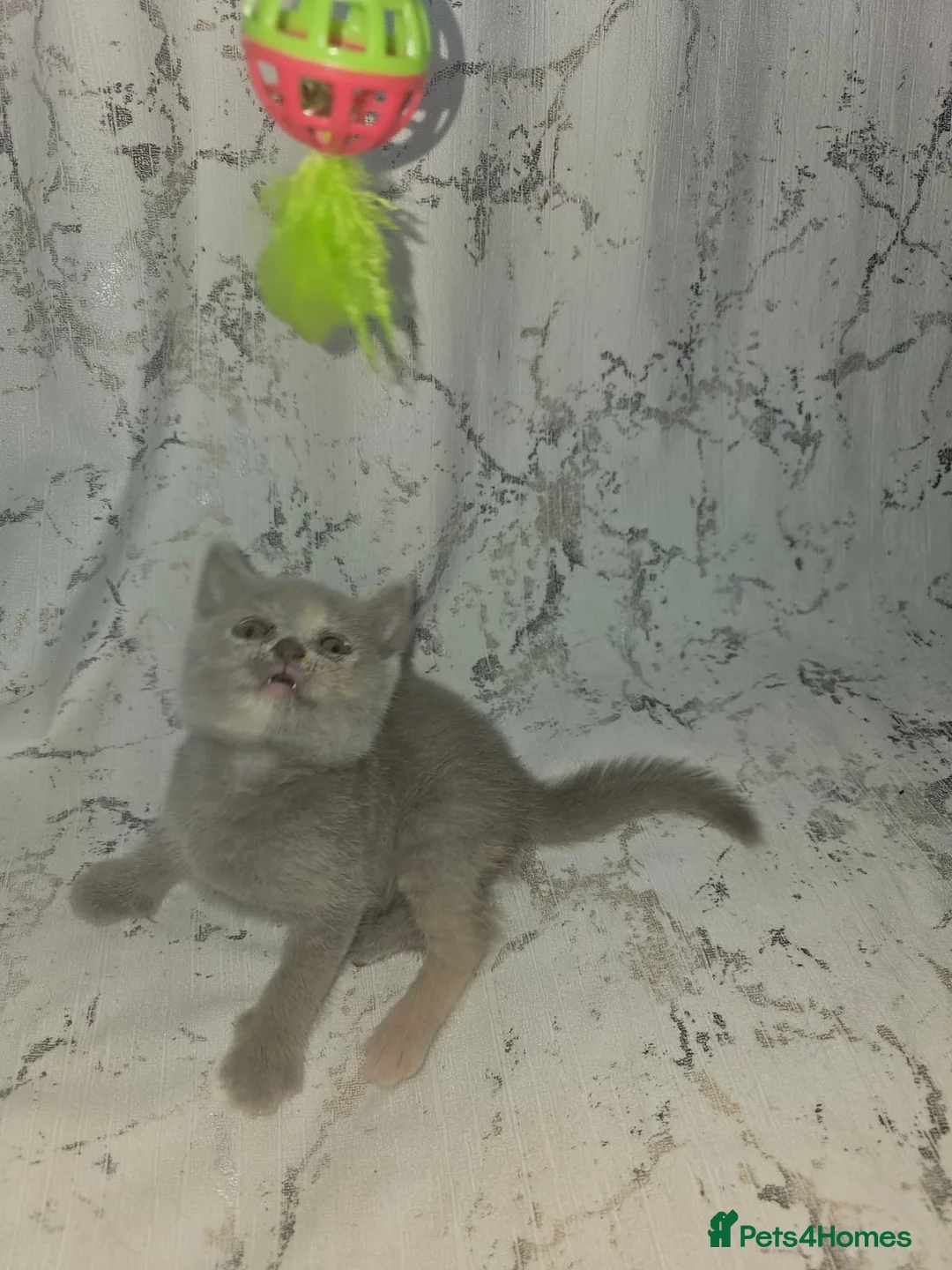 British Shorthair cats for sale: 5 Beautiful British Shorthair Kittens  - Advert 2