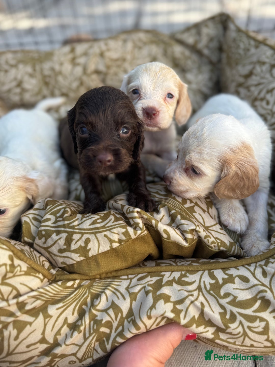 Cocker Spaniel dogs for sale: One male, four girl cocker spaniels - Image 7