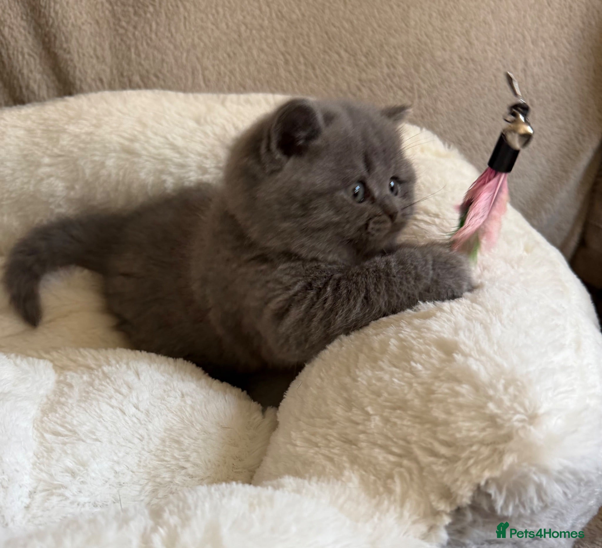 British Shorthair cats GCCF Blue BSH chunky champion lines - Advert 14