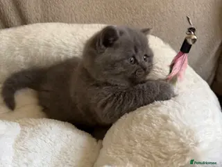 British Shorthair cats GCCF Blue BSH chunky champion lines - Advert 14