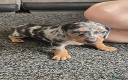 Miniature Dachshund dogs for sale: Miniature dachshunds  - Image 9