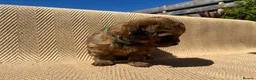 Mixed Breed dogs for sale: Havatoodle Pups - Advert 29