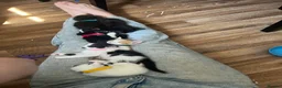 Mixed Breed cats for sale: 2 kittens  - Advert 5
