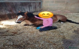Welsh Section A horses for sale: 12hh section a gelding bombproof - Image 3