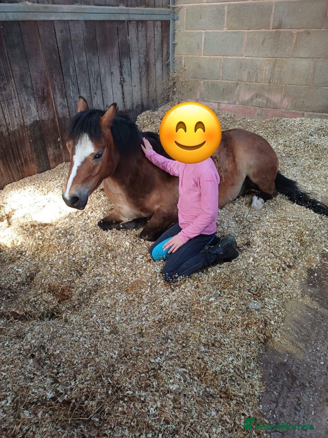 Welsh Section A horses for sale: 12hh section a gelding bombproof - Image 3