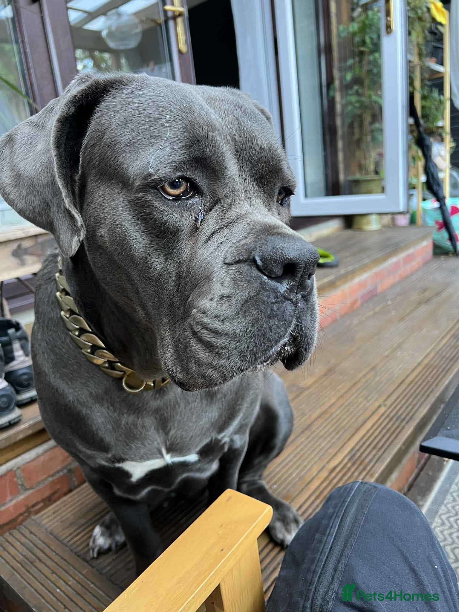 Cane Corso dogs Cane Corso - Advert 17