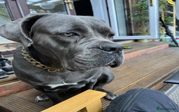 Cane Corso dogs for sale: Cane Corso - Image 1