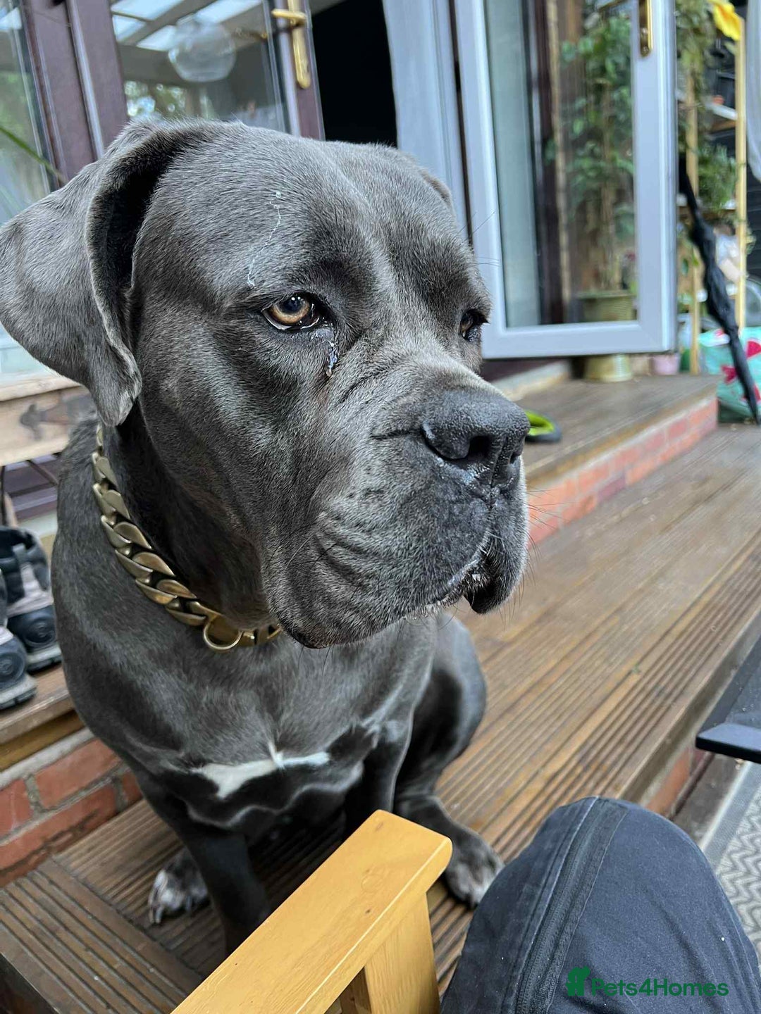 Cane Corso dogs for sale: Cane Corso - Image 1