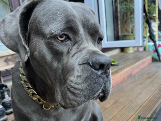 Cane Corso dogs for sale - Advert 1