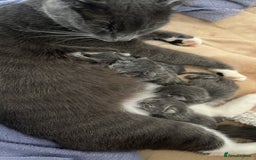 Mixed Breed cats for sale: Grey kittens  - Image 1
