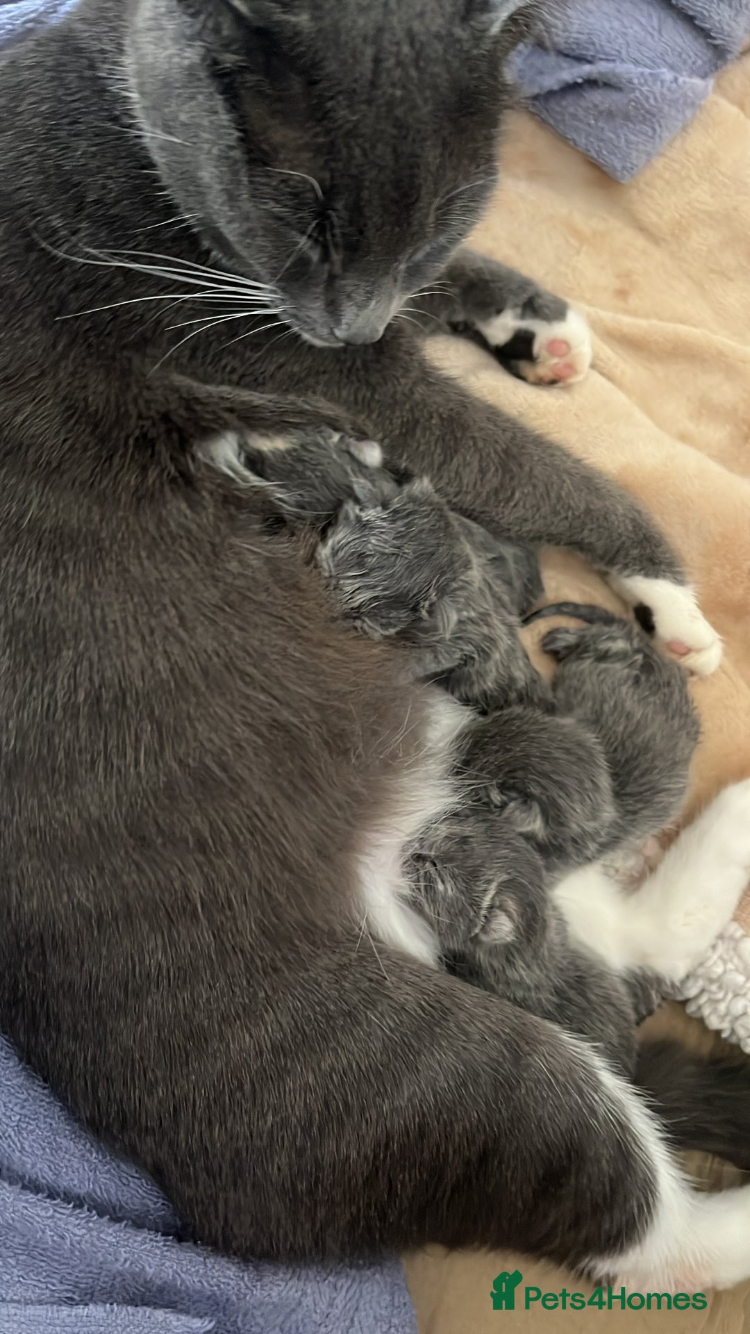 Mixed Breed cats for sale: Grey kittens  - Image 1