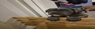 Cane Corso Puppy 1