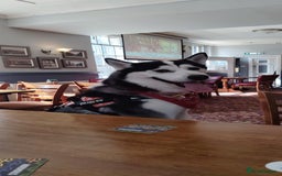 Siberian Husky dogs for sale: Rehome for 1 year old Bella. - Image 3