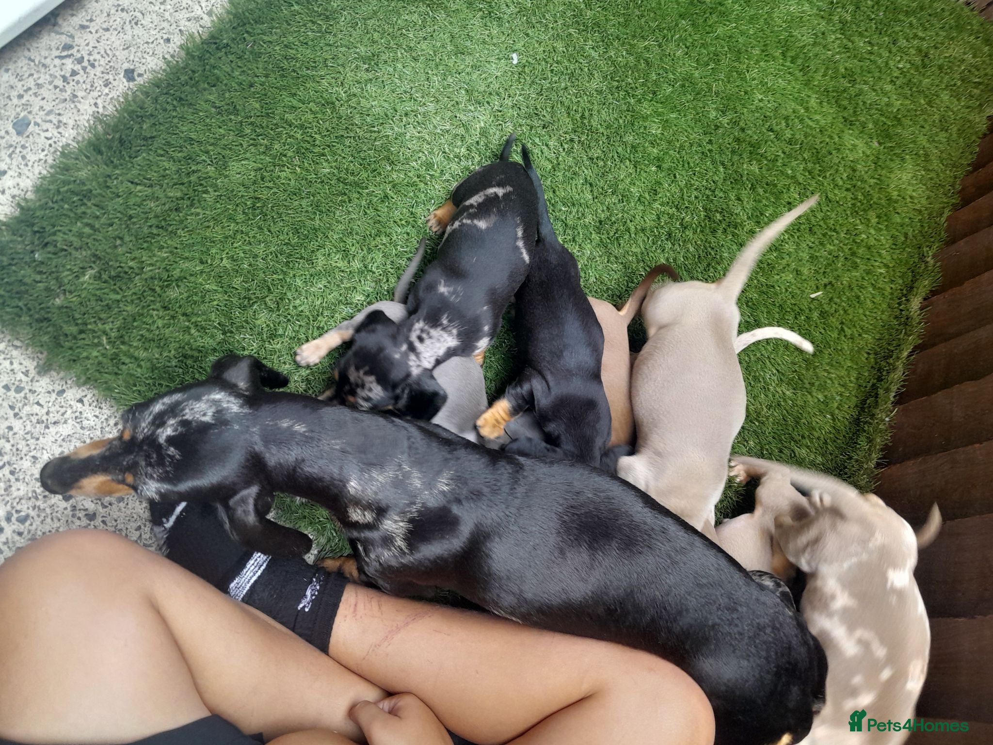 Dachshund dogs Dashund pups - Advert 1