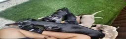 Dachshund dogs for sale: Dashund pups - Advert 1