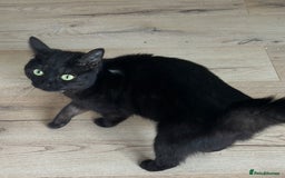 Mixed Breed cats for sale: 1 beautiful female kitten left ready now.  - Advert 4