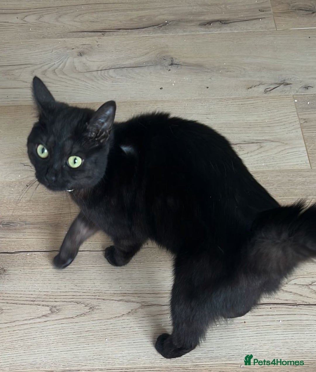 Mixed Breed cats for sale: 1 beautiful female kitten left ready now.  - Advert 4